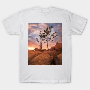 Trees In Light T-Shirt